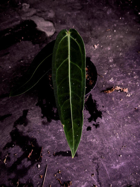 Anthurium warocqueanum | Dark Form | Queen Anthurium Rare Velvet Aroid Exact Plant | TWP Tropical