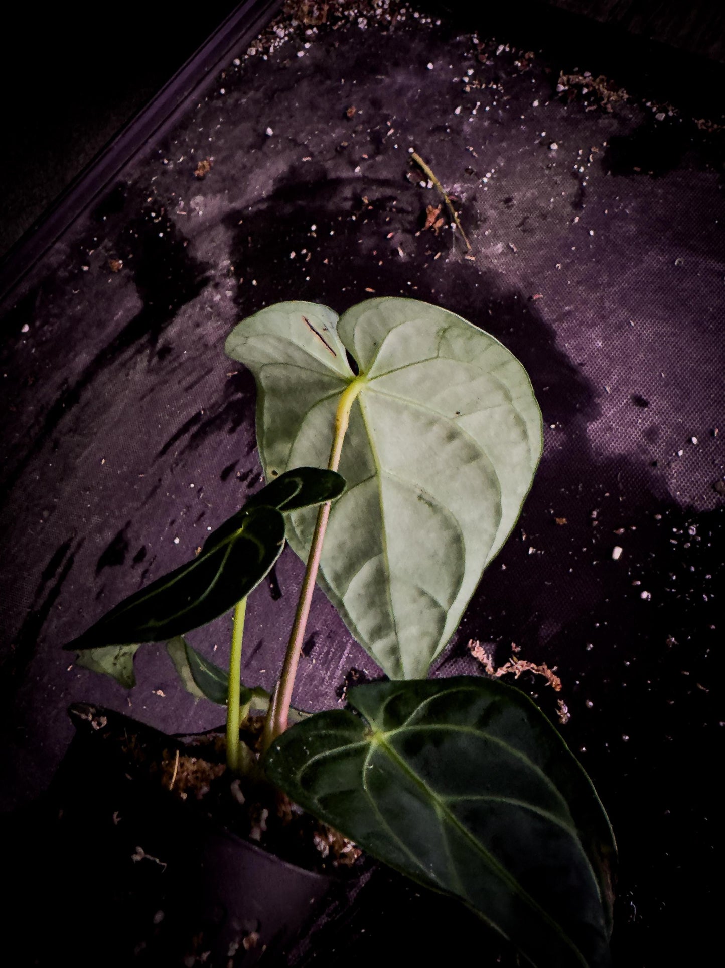 Anthurium regale | Rare Giant Velvet Anthurium | Exact Plant