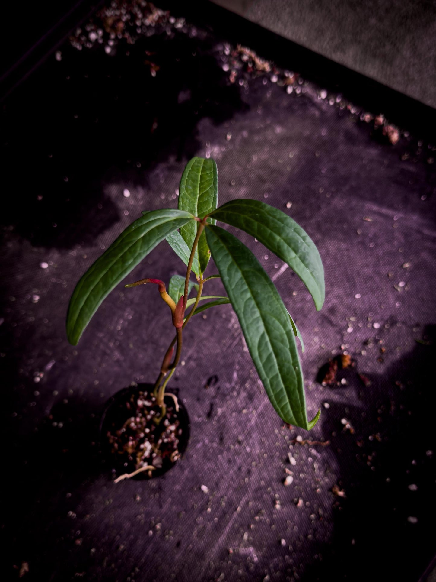 Anthurium cutucuense ‘Special’ — Rare Pendant Anthurium