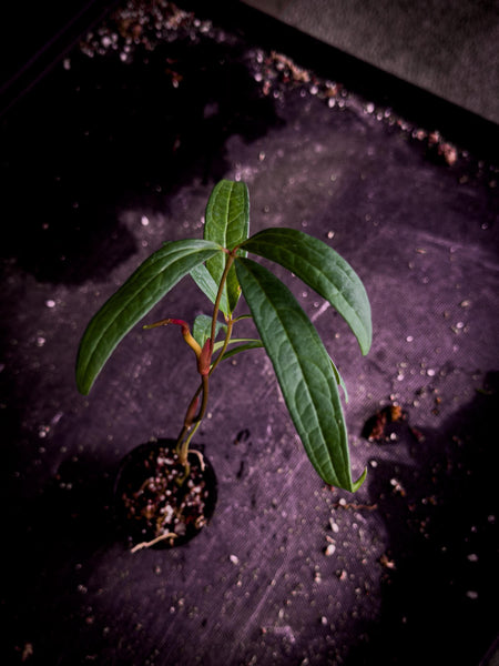 Anthurium cutucuense ‘Special’ — Rare Pendant Anthurium