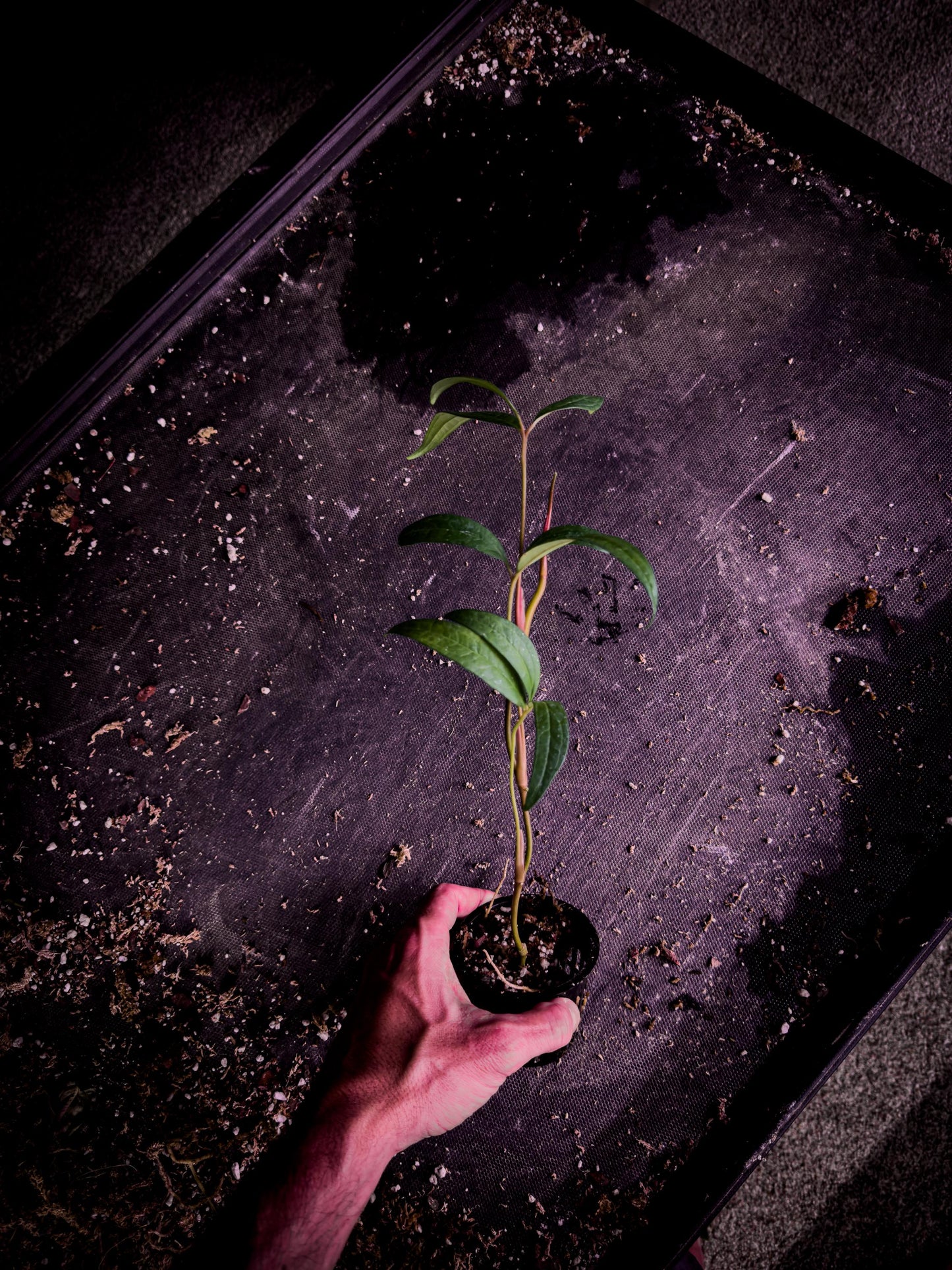 Anthurium cutucuense ‘Special’ — Rare Pendant Anthurium