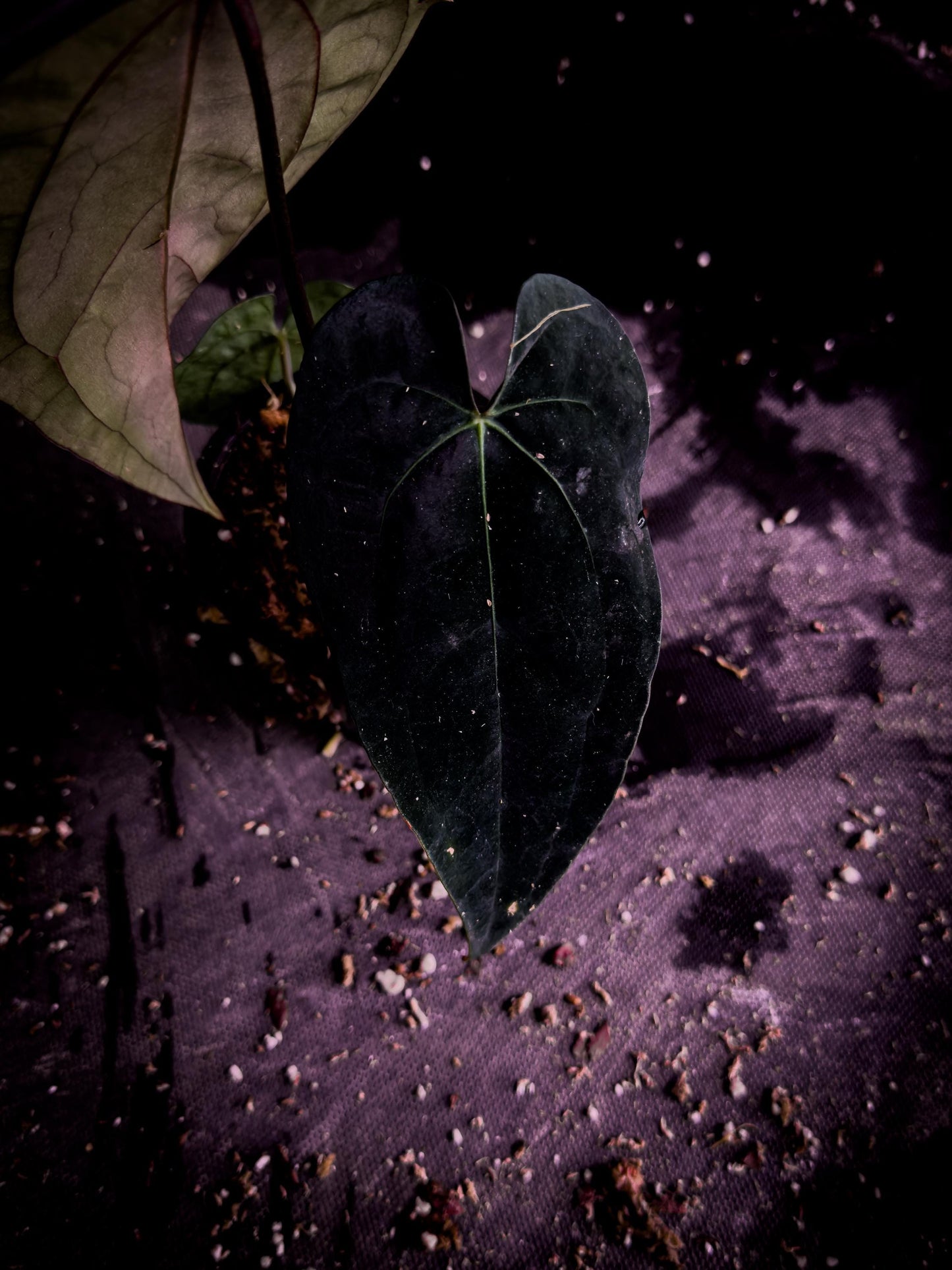 Anthurium ‘Blue Venom’ (Ace × BVEP Clone) | Rare Velvet Aroid Exact Plant | TWP Tropical