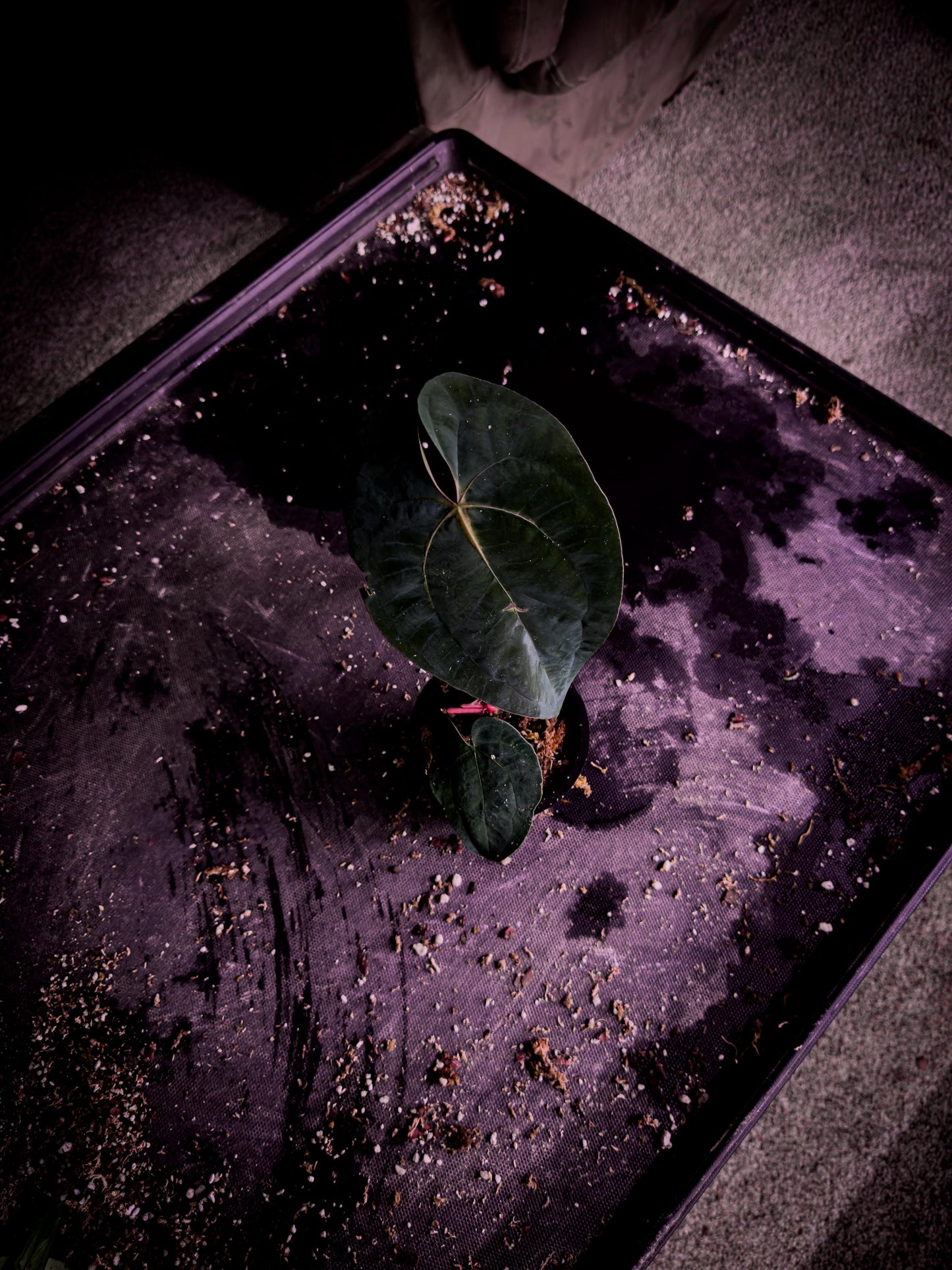 Anthurium ‘Blue Venom’ (Ace × BVEP Clone) | Rare Velvet Aroid Exact Plant | TWP Tropical
