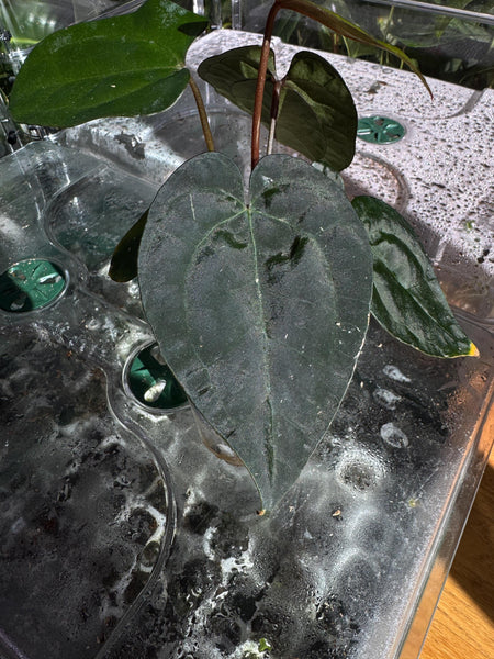 Anthurium ‘Black Venom’ | Ace × BVEP Clone | Rare Collector Specimen