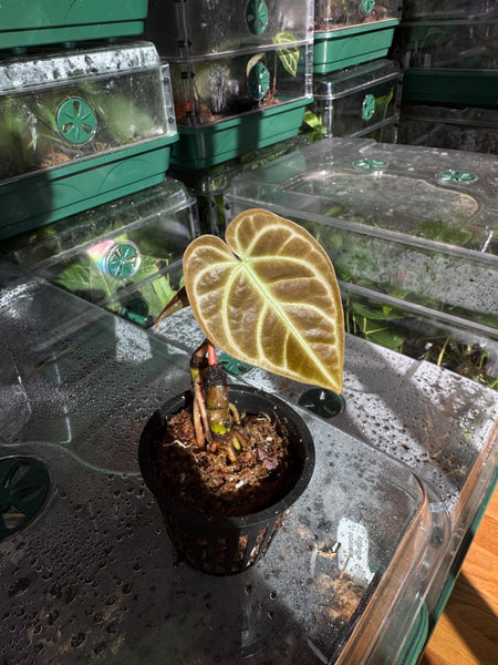 Anthurium carlablackiae ‘Orange Marmalade’ Clone | Rare Bronze-Velvet Carla