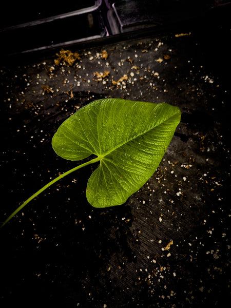 Anthurium rugulosum Rare Corrugated Leaf Aroid | Exact Plant | Ecuador Velvet Collector | TWP Tropical