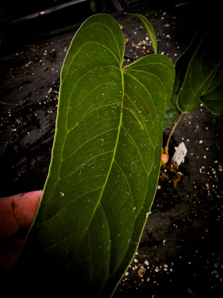 Anthurium wellingae | Rare Ecuadorian Velvet Aroid | Exact Plant