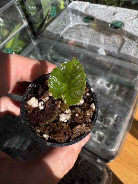 Anthurium nutibarense | Rare Colombian Velvet Anthurium with Corrugated Texture