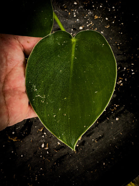 Philodendron rugosum Rare Pigskin Aroid | Textured Exact Plant from Ecuador | TWP Tropical