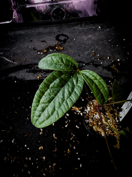 Anthurium arisaemoides Rare Narrow Leaf Exact Plant | Pendant Aroid | TWP Tropical