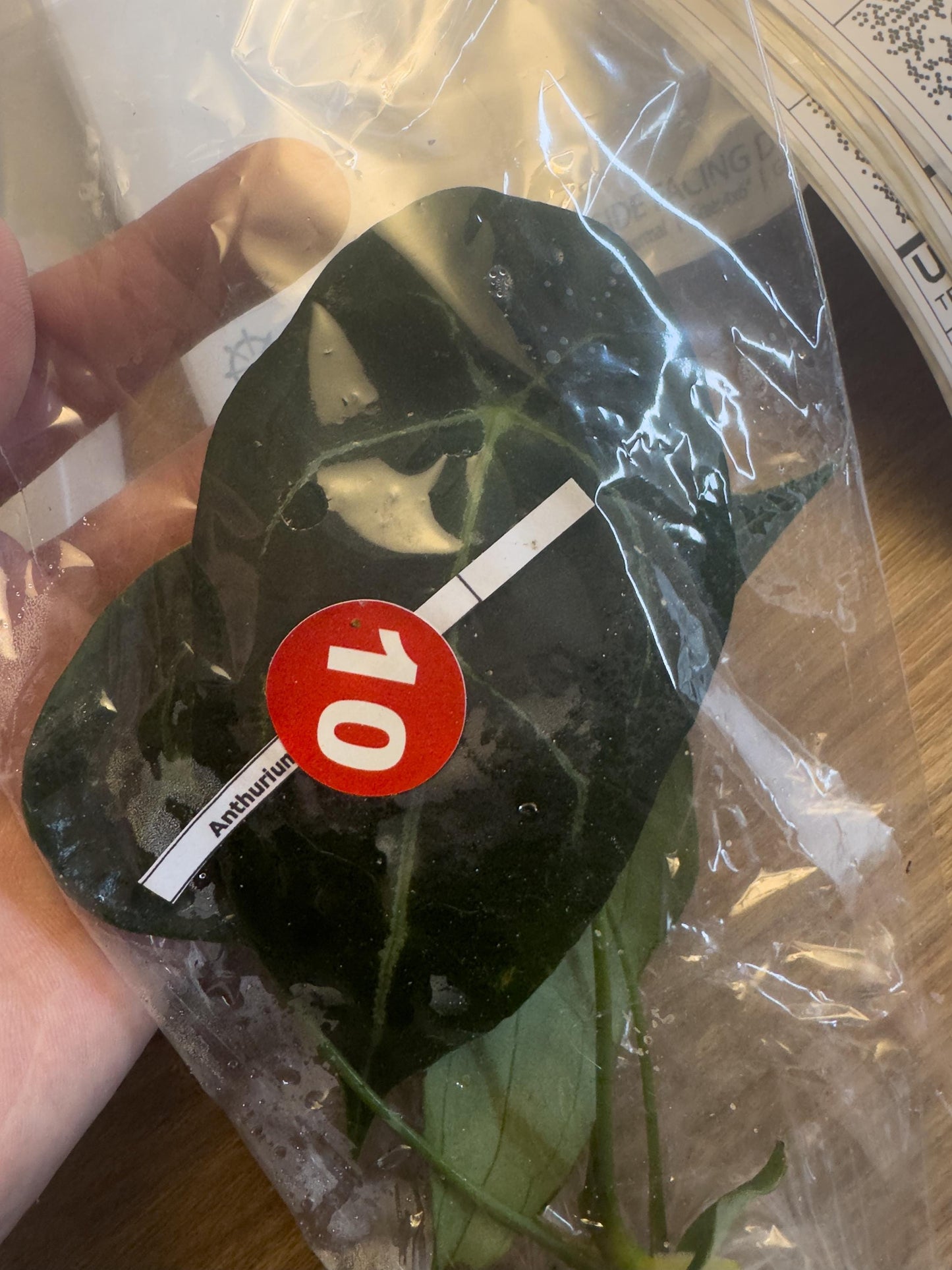 Anthurium forgetii dark • BLIND PRESALE • 4-6 Inch Leaf