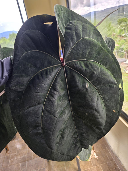 Anthurium Ace of Spades Purple • BLIND PRESALE • 4-6 Inch Leaf