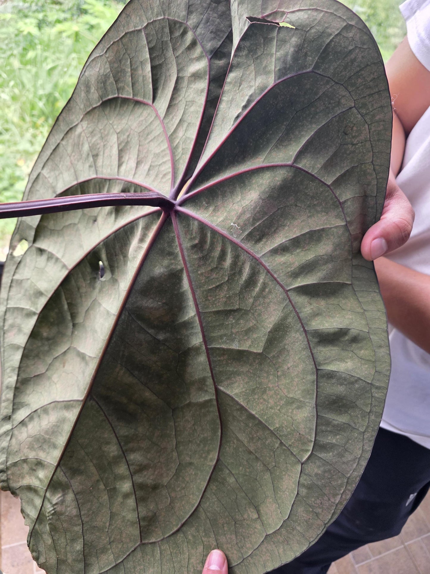 Anthurium Ace of Spades Purple • BLIND PRESALE • 6-8 Inch Leaf