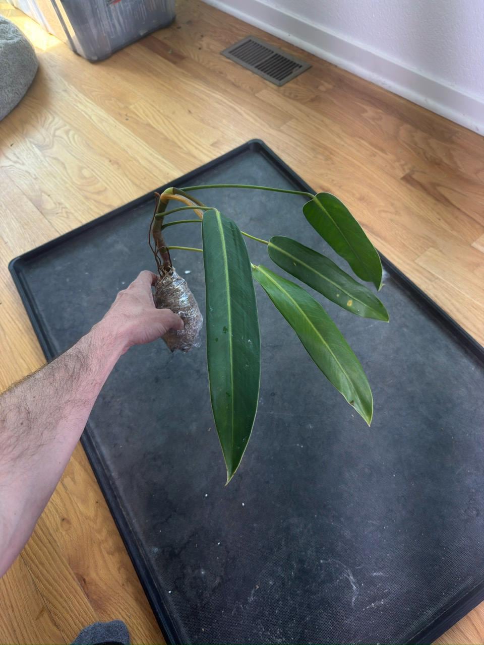 Philodendron sp Colombia 'Rosella' • BLIND PRESALE • 6-10 Inch Leaf