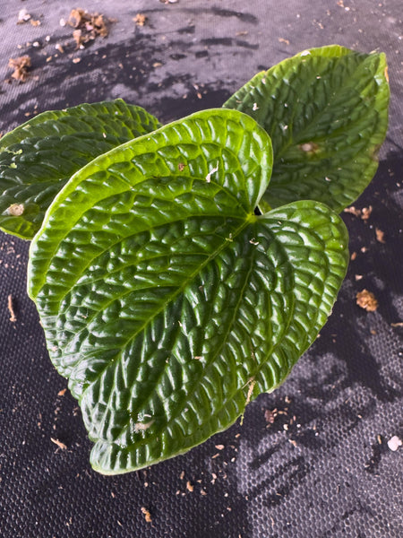 Anthurium splendidum • BLIND PRESALE • 3-6 Inch Leaf