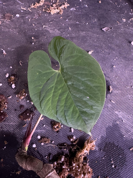 Anthurium sp Purple • BLIND PRESALE • 4-8 Inch Leaf