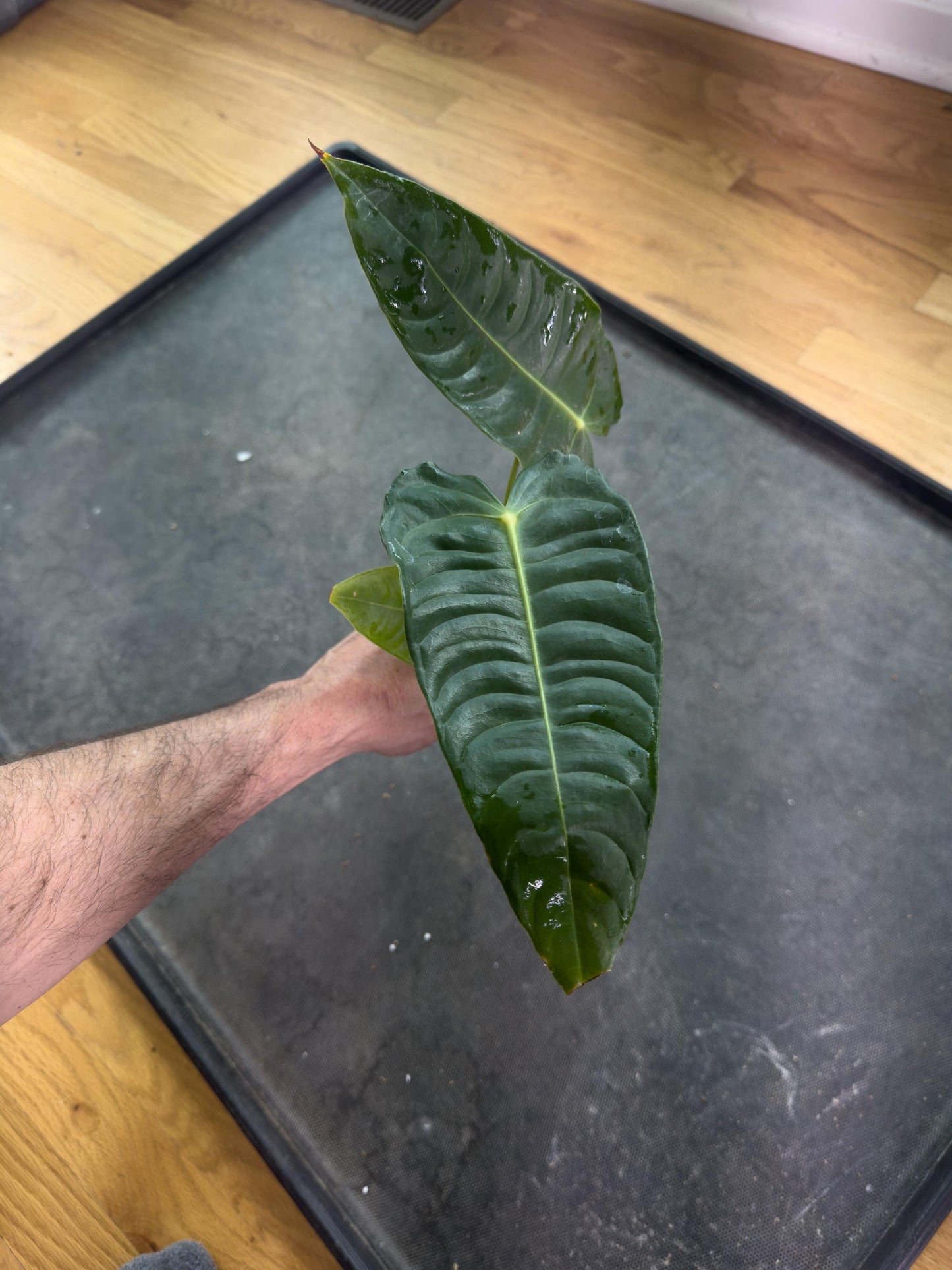Anthurium veitchii • BLIND PRESALE • 6-10 Inch Leaf