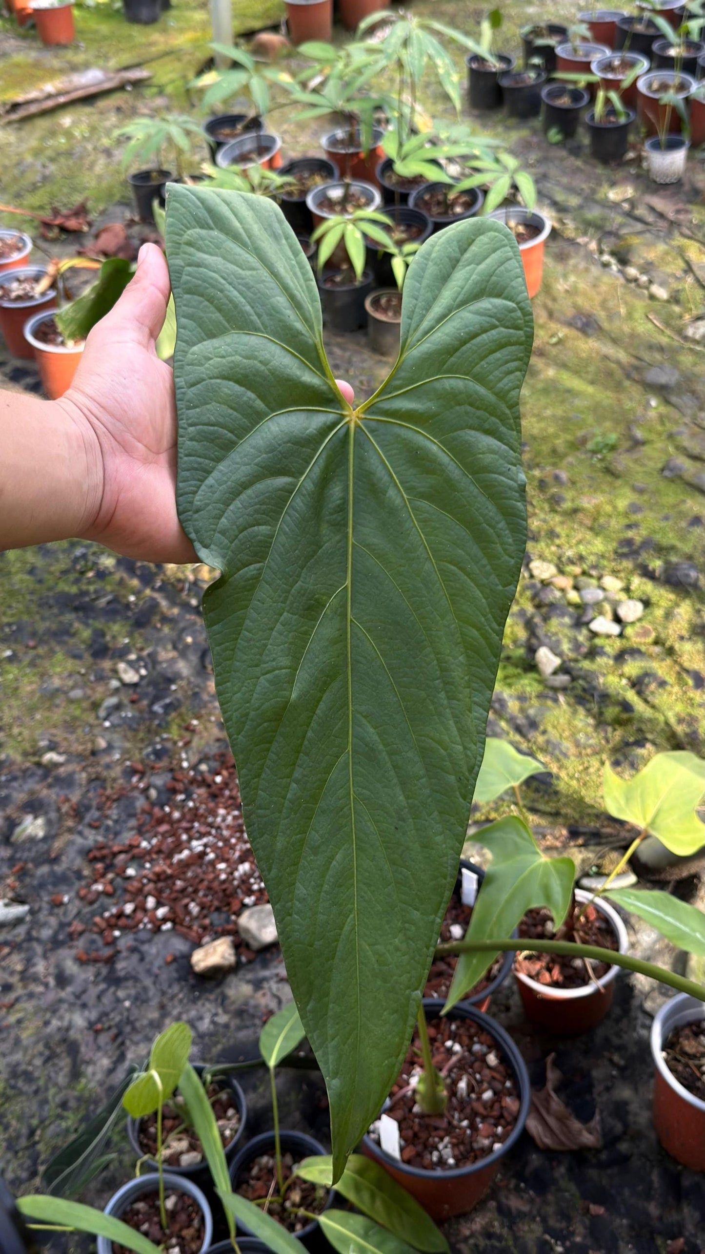 Anthurium sp 'Loreto' • BLIND PRESALE • 6-10 Inch Leaf