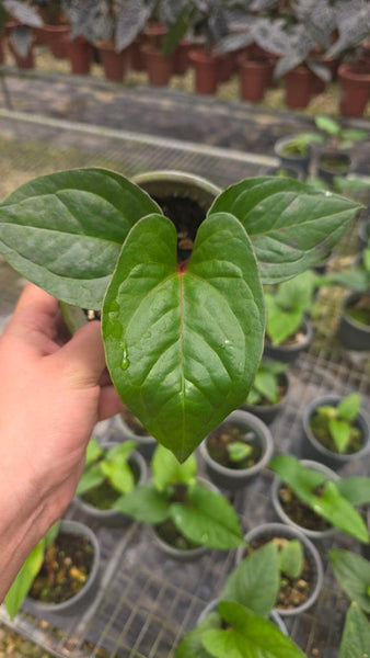 Anthurium sagittatum 'Purple' • BLIND PRESALE • 3-6 Inch Leaf