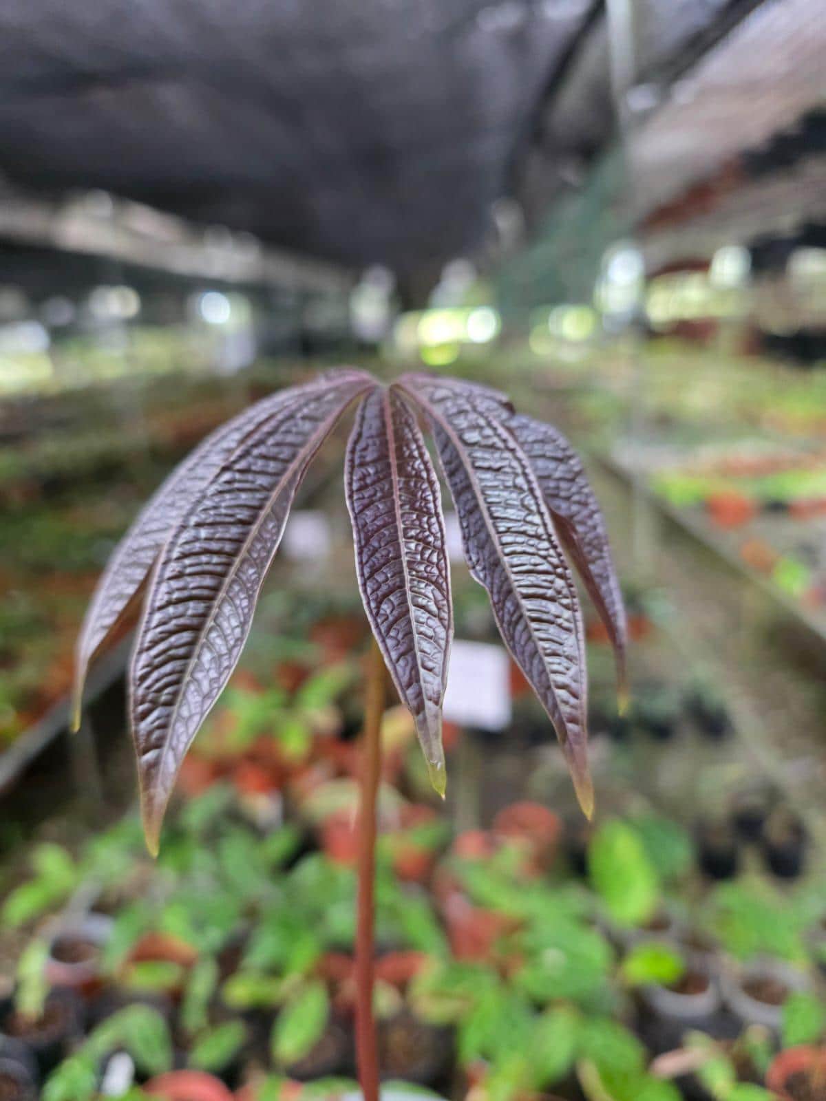 Anthurium sp crocodile fingers • BLIND PRESALE • 6-8 Inch Leaf