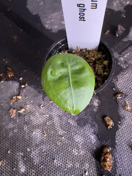 Anthurium sp little ghost • BLIND PRESALE • 2-4 Inch Leaf