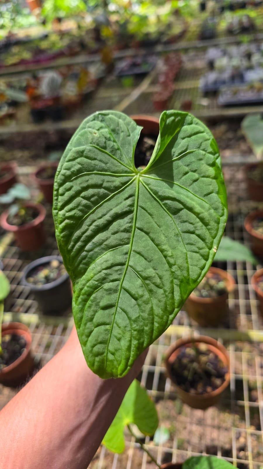 Anthurium sp velvet • BLIND PRESALE • 4-6 Inch Leaf