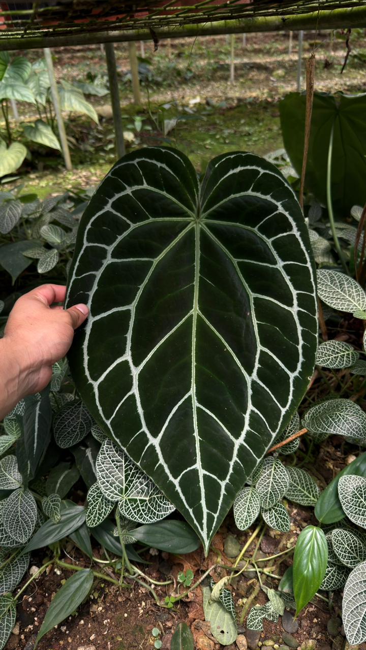 Anthurium crystallinum • BLIND PRESALE • 4-6 Inch Leaf