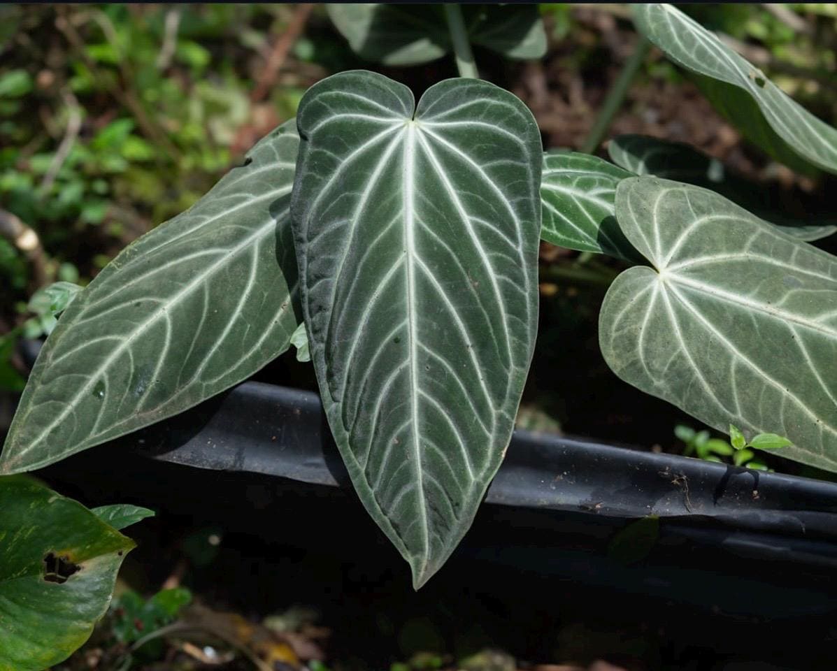 Anthurium villenaorum • BLIND PRESALE • 4-6 Inch Leaf