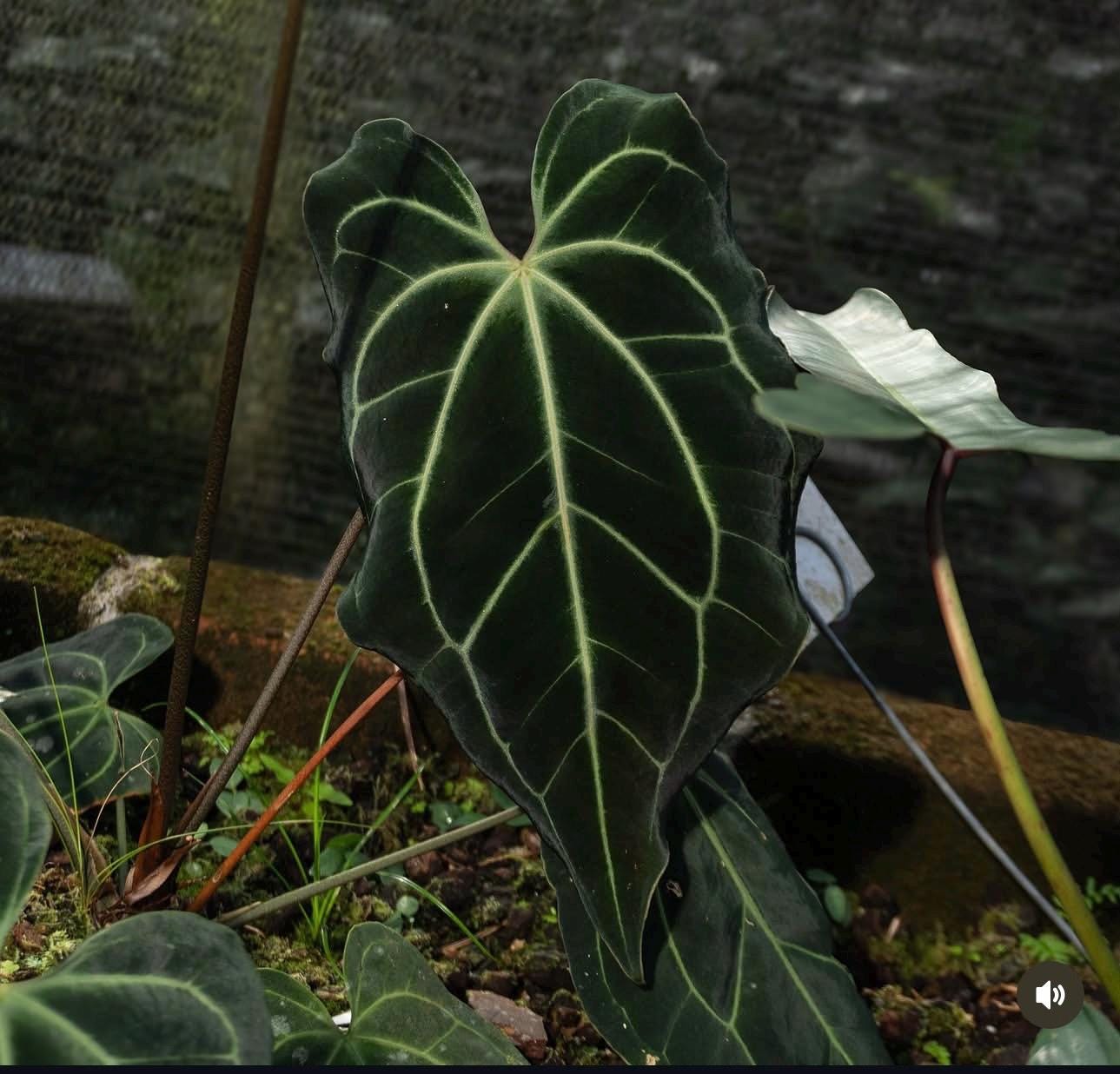 Anthurium besseae aff • BLIND PRESALE • 6-8 Inch Leaf