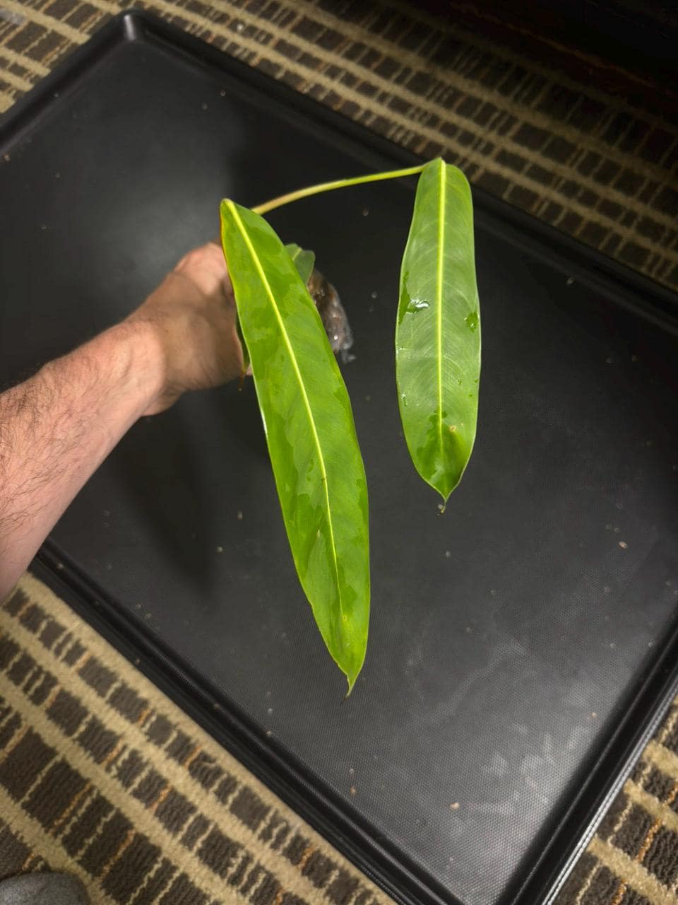 Philodendron patriciae • BLIND PRESALE • 6-10 Inch Leaf