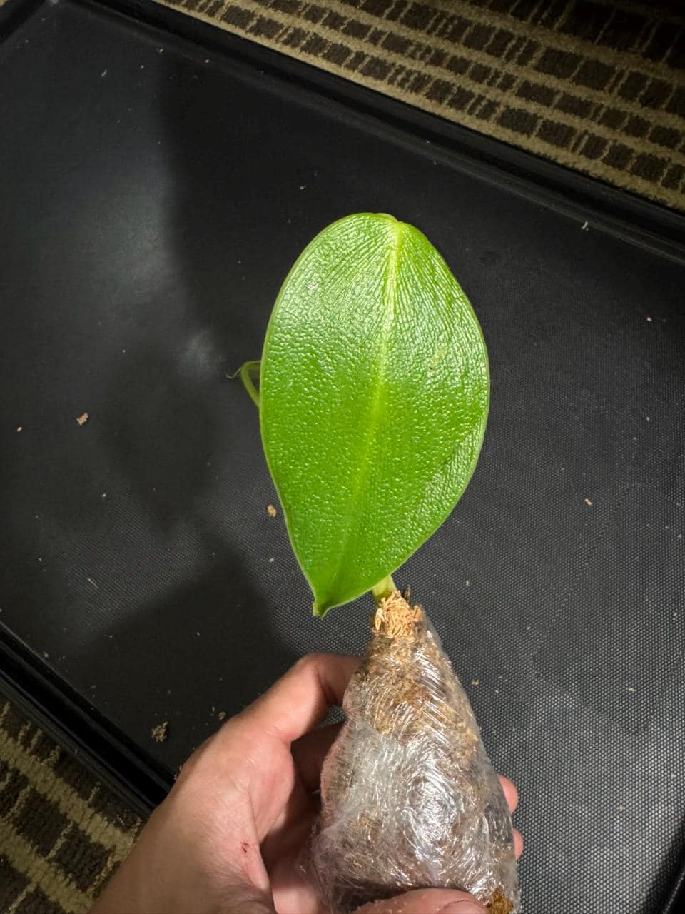 Philodendron rugosum • BLIND PRESALE • 3-6 Inch Leaf