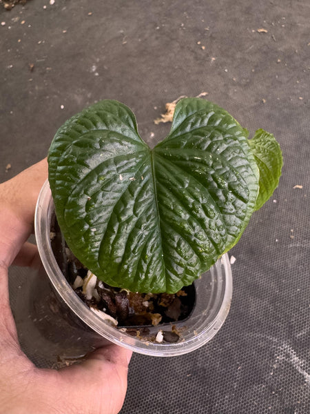 Anthurium nutibarense • BLIND PRESALE • 3-6 Inch Leaf