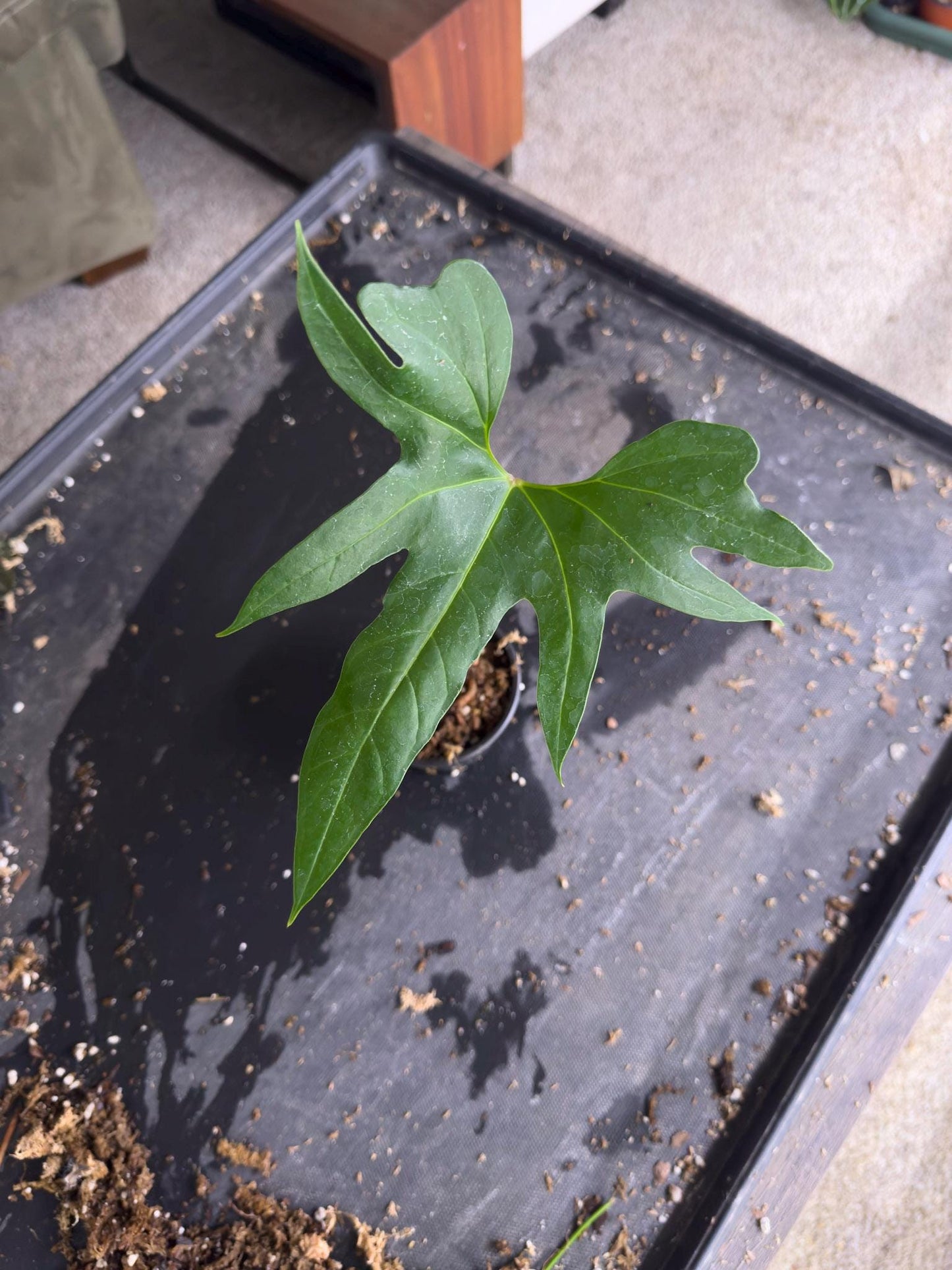 Anthurium pedatum • BLIND PRESALE • 6-10 Inch Leaf