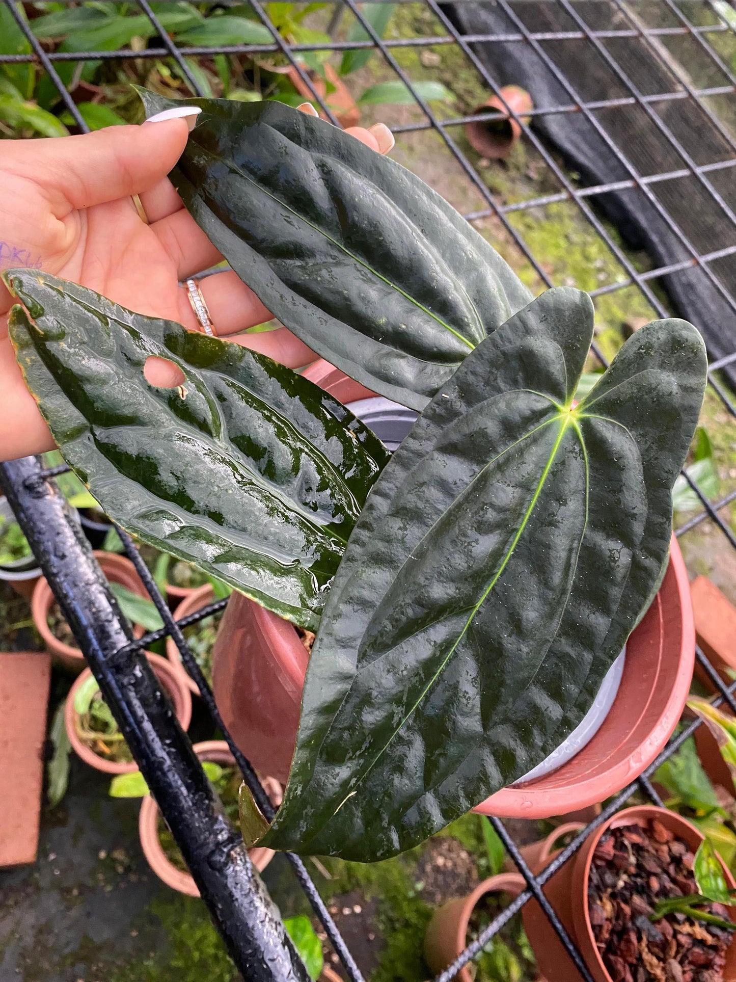 Anthurium papillilaminum • BLIND PRESALE • 8-12  Inch Leaf