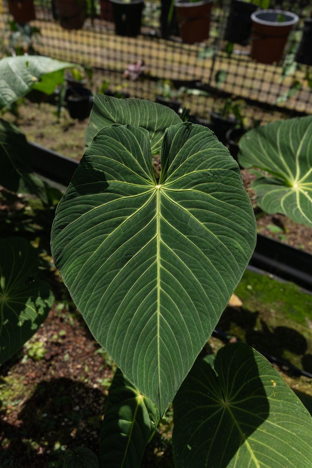 Anthurium wayerbuyanum • BLIND PRESALE • 6-10 Inch Leaf